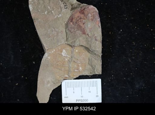 Chelicerata?