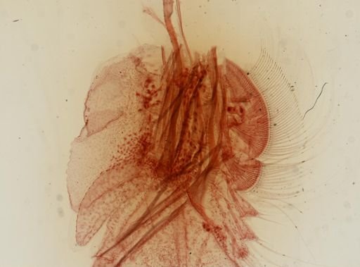 Lepidurus