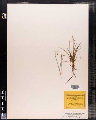 Carex capillaris