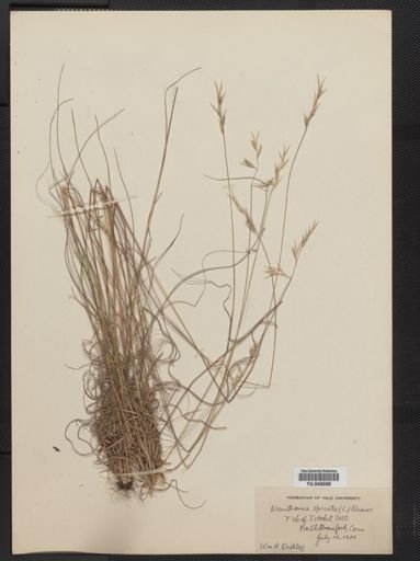 Danthonia spicata