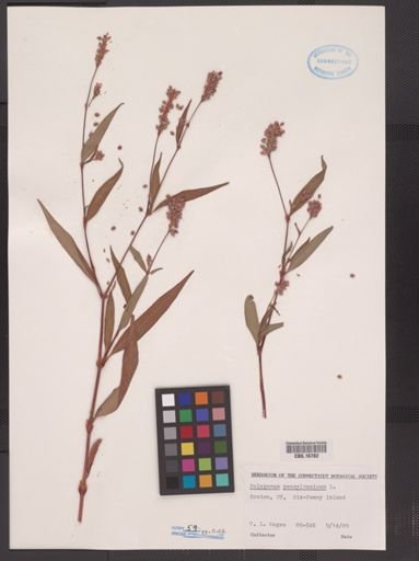 Polygonum pensylvanicum
