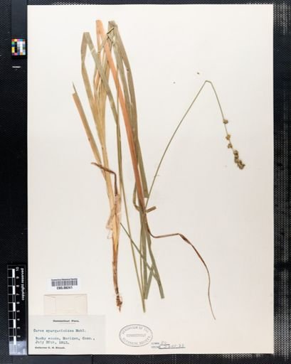 Carex sparganioides