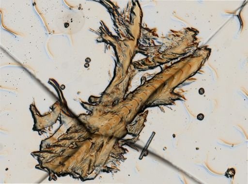 Flabellina verrucosa