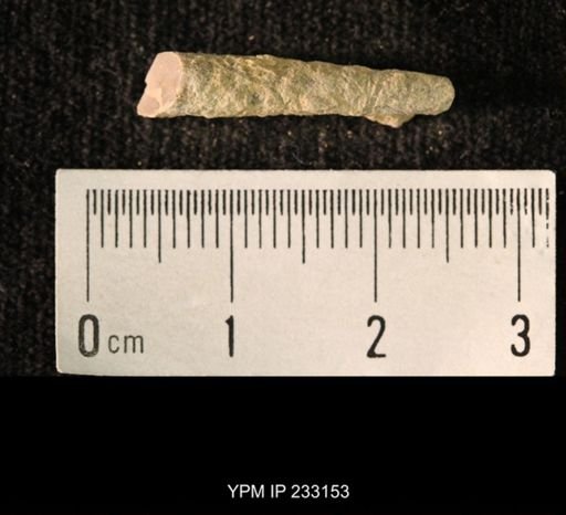 Archaeocidaris sp.