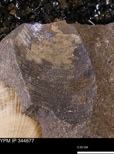 Limopsis striatopunctatus