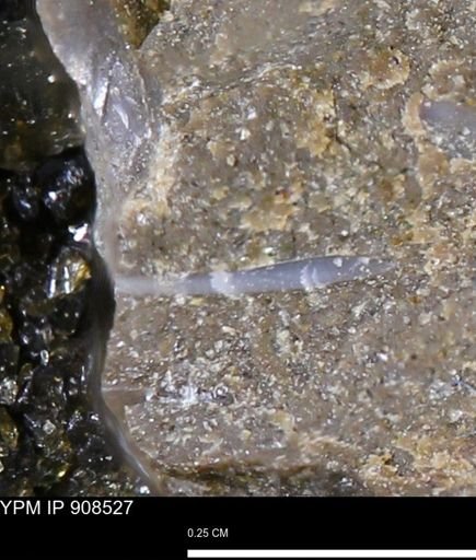 undet. Mollusca