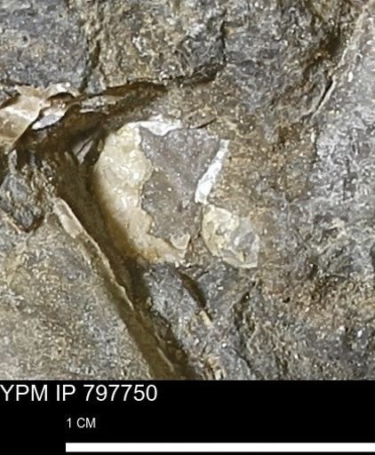 Mollusca
