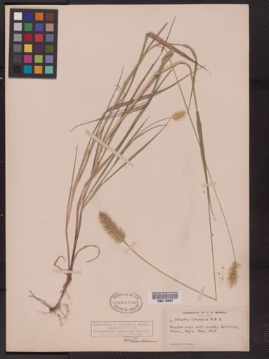Setaria geniculata imberbis