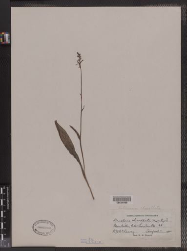 Habenaria clavellata