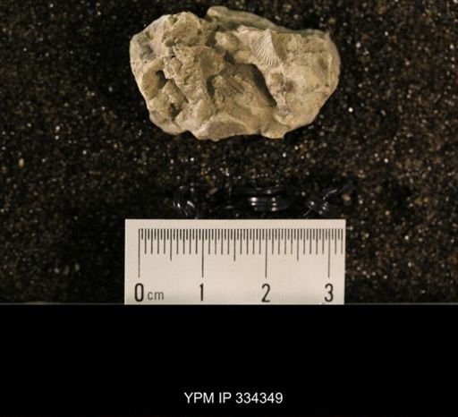 Plectorthis sp.