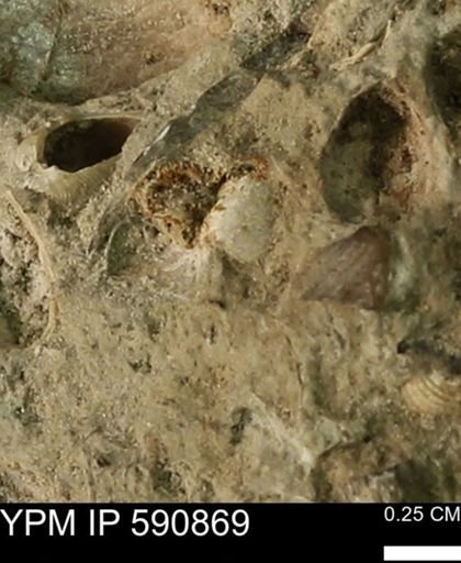 undet. Bivalvia