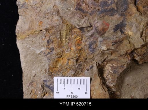 undet. Brachiopoda