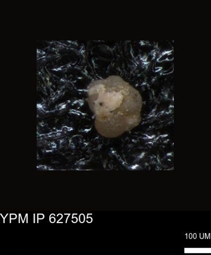 undet. Foraminiferida