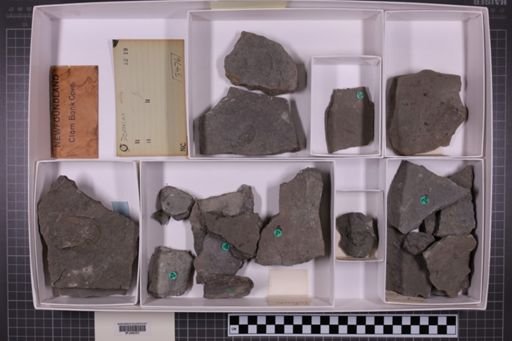 mixed taxa, stratigraphic collection