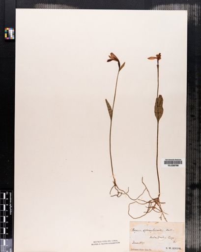 Pogonia ophioglossoides