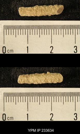Archaeocidaris sp.