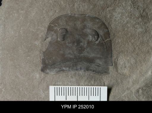 Eurypterus sp.