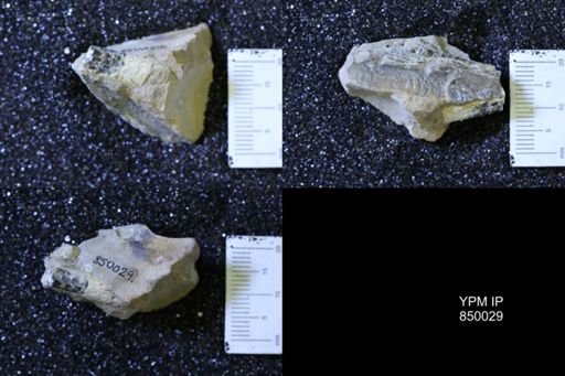 Baculites