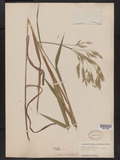 Bromus ciliatus