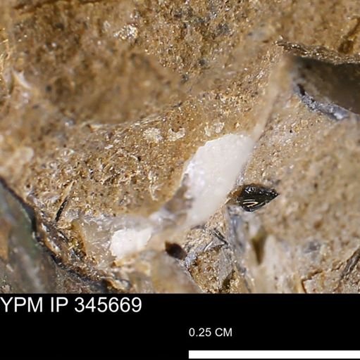 undet. Mollusca