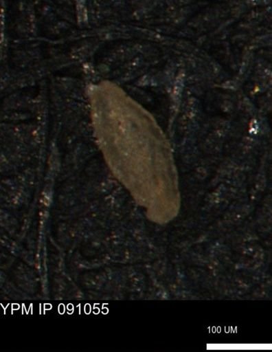 Miliammina manitobensis