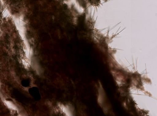 Suberites sp.