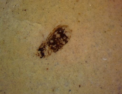 undet. Hexapoda