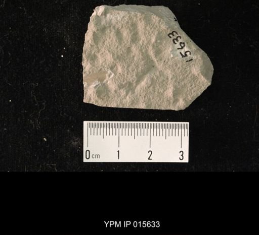 Blattinopsis kukalovae