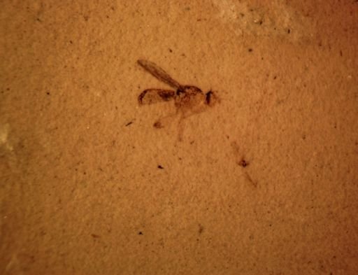 undet. Diptera