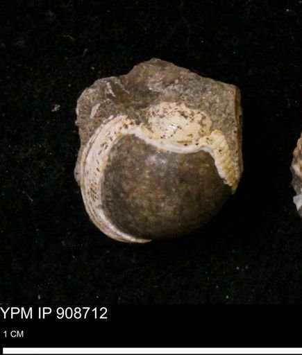 Oligoptycha concinna