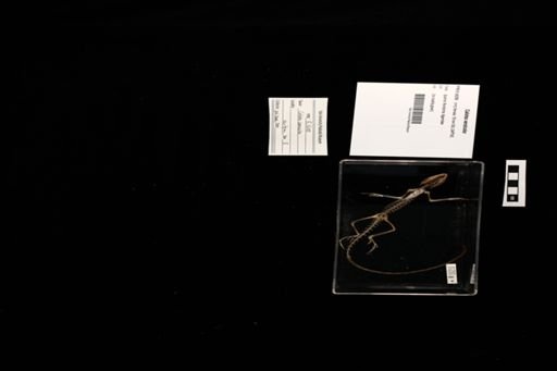 Calotes versicolor