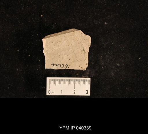 Lemmatophora typa