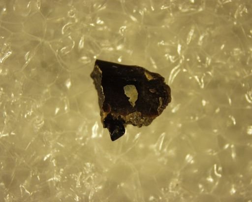 Teilhardina