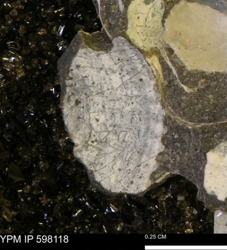 undet. Bivalvia