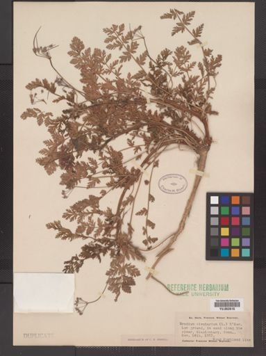 Erodium cicutarium