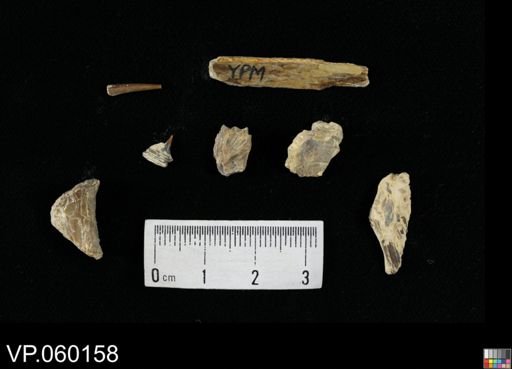 undet. Actinopterygii