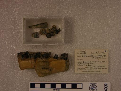 Titanoides major