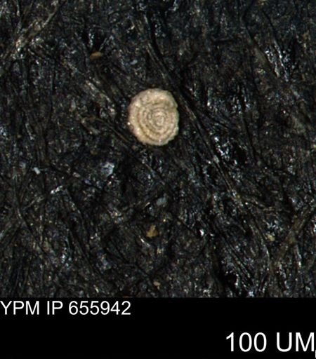 Involutina kiowensis