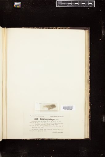 Closterium praelongum