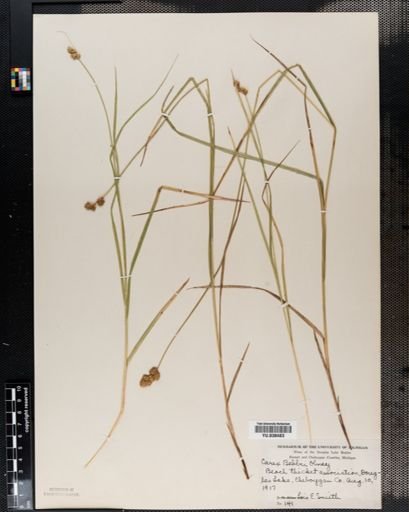Carex bebbii