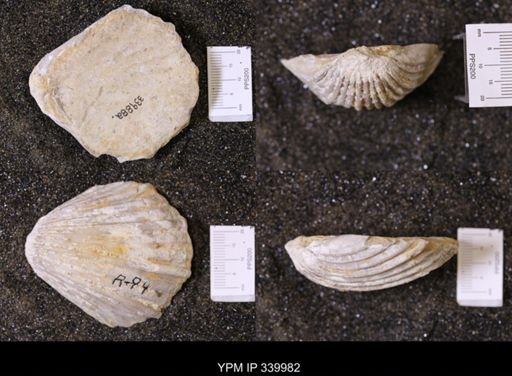 Baculites sp.