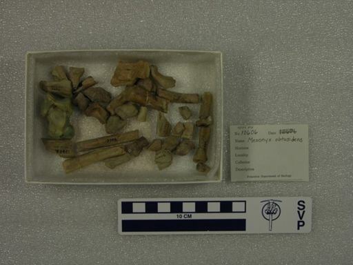 Mesonyx obtusidens