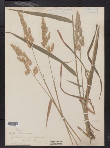Phalaris arundinacea