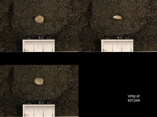 Orthis (Plectorthis) dichotoma
