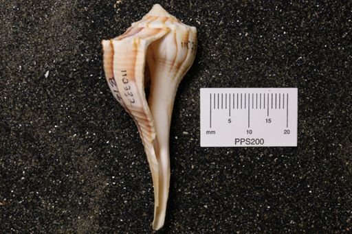 Sinistrofulgur perversum
