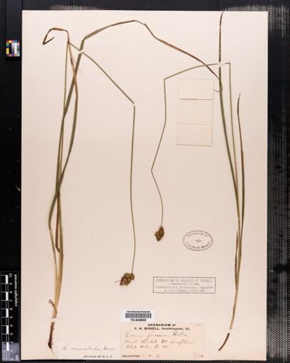 Carex normalis