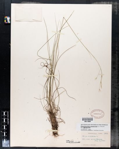 Piptochaetium avenaceum