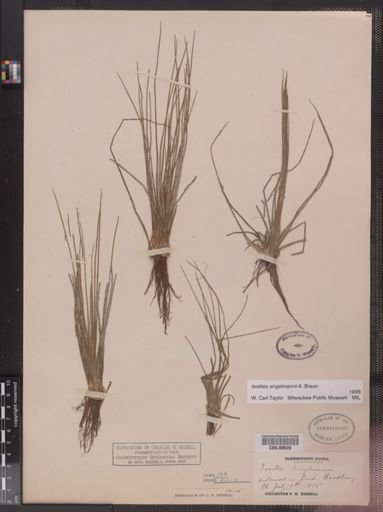 Isoetes engelmannii