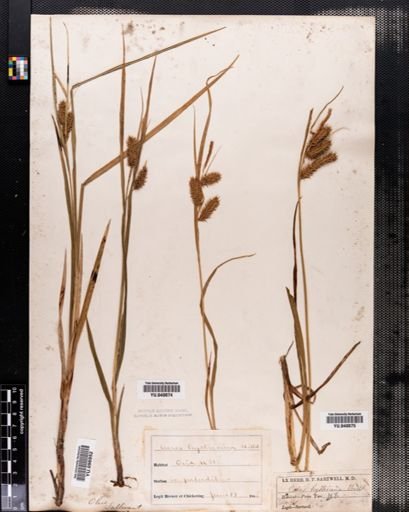 Carex hystricina