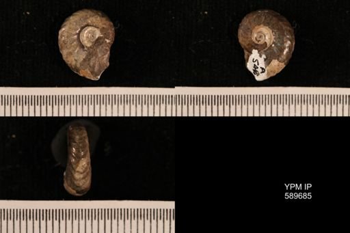 Hoploscaphites comprimus